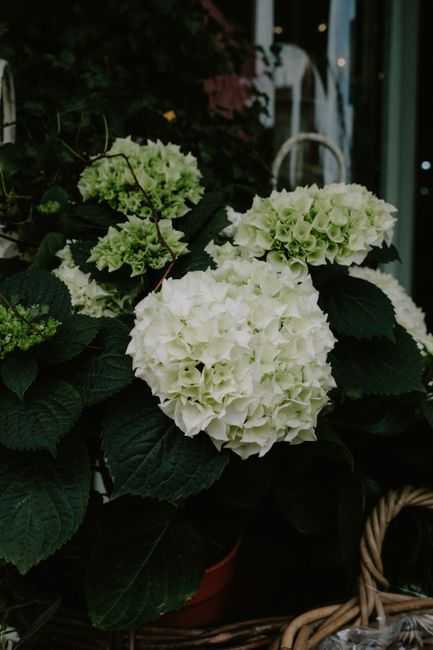 A close-up of a lush, white hydrangea floral arrangement placed outdoors, featuring large, rounded clusters of delicate petals atop deep green, textured leaves. The hydrangeas display a fresh, vibrant