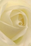 Here, the camera draws you straight into the intimate heart of a cream-white rose, as though you were nestled within its delicate spiral. The petals unfurl with a gentle, almost whispered grace, their matte ivory surfaces touched by soft morning light filtering through the windows of a Tunbridge Wells florist. In the spaces between the layers, shadows gather, creating a quiet depth that mirrors the peacefulness of a stroll through The Pantiles at dawn. There is a softness you can almost feel: petals light as dew, suggesting both vulnerability and quiet determination. This bloom is imbued with serenity-its colour and form perfect for conveying sympathy after a loss, admiration for a heartfelt achievement, or celebrating a fresh start in the local community. The fragrance, subtle and pure, hovers in the background, reinforcing the authenticity and artistry of the arrangement. Every detail, from the spiral of the core to the elegant curl of each outer petal, captures not just the flower but the emotion behind every gesture sent from Tunbridge Wells. This rose tells a story of care, artistry, and the gentle power of nature's beauty shared with those who matter most.